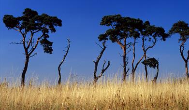 Thetford Forest, The Brecks