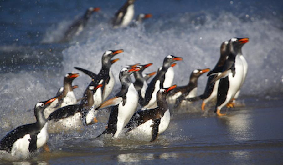Website User Survey and Review for the Falklands