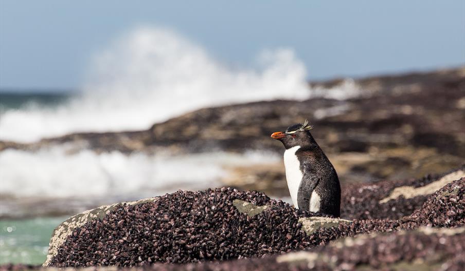 Economic Impact of Tourism on Saunders Island