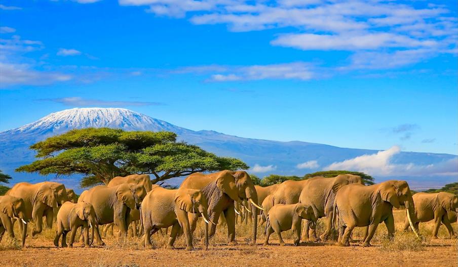 Tour Operator, Digital Marketing Strategy