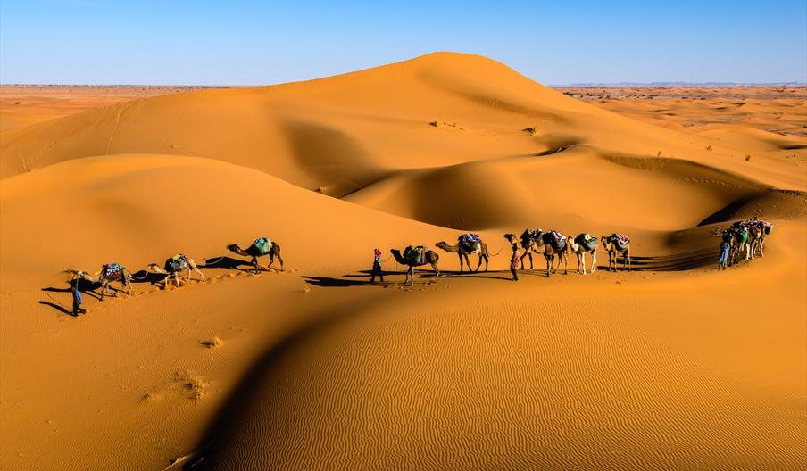 Camels in the Desert