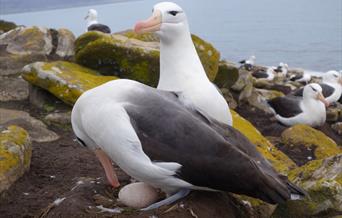 Tourism Satellite Account for the Falklands