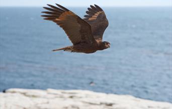 Competitor and Niche Market Analysis in the Falklands