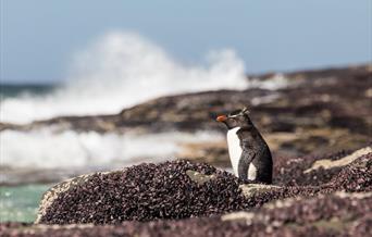 Economic Impact of Tourism on Saunders Island