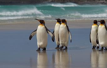 Digital Marketing Strategy and Implementation for the Falkland Islands