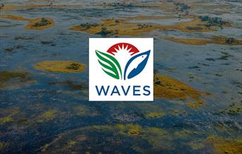 WAVES
