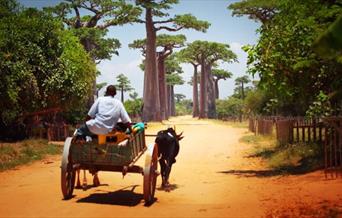 Madagascar Promotional Strategy