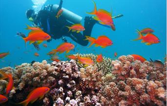 Diving on coral reefs