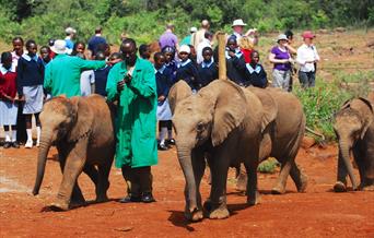 Caring for Elephants at a Sanctuary in Africa