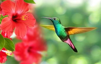 Hummingbird