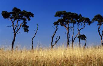 Thetford Forest, The Brecks