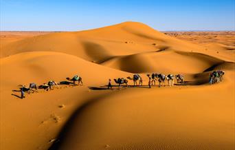 Camels in the Desert