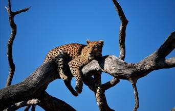 Leopard resting in tree