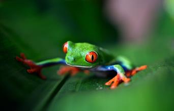 Tropical frog in Costa Rica, Nature Tourism
