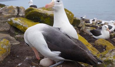 Tourism Satellite Account for the Falklands