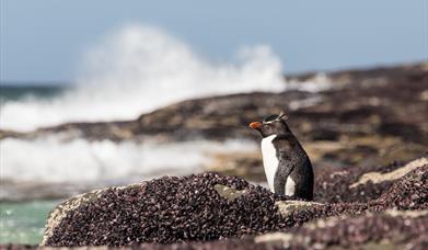 Economic Impact of Tourism on Saunders Island