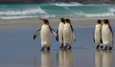 Digital Marketing Strategy and Implementation for the Falkland Islands