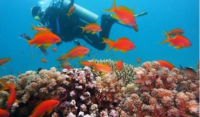 Diving on coral reefs