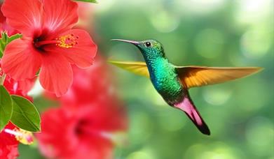 Hummingbird