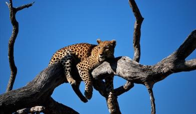 Leopard resting in tree