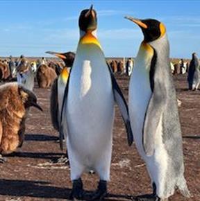 Falkland Islands Tourism Board
