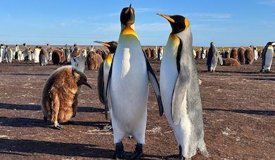 Falkland Islands Tourism Board