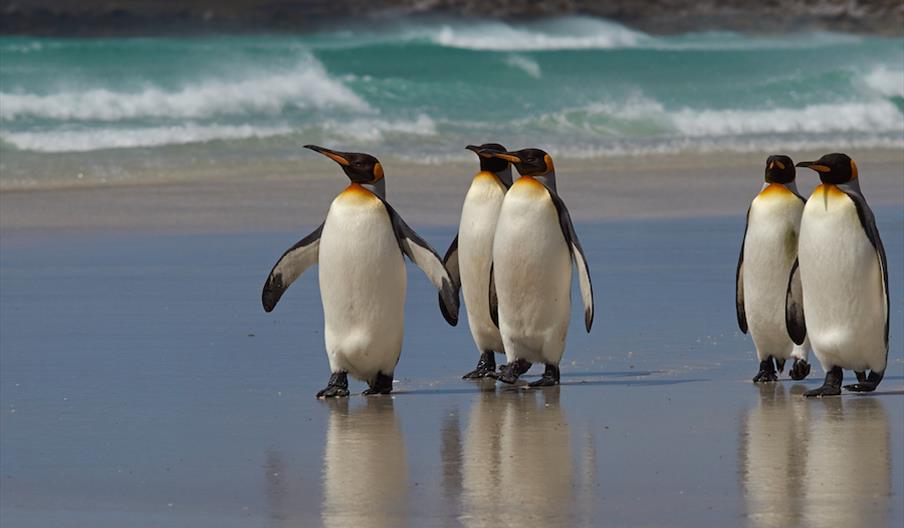 Digital Marketing Strategy and Implementation for the Falkland Islands