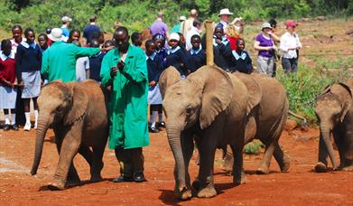Caring for Elephants at a Sanctuary in Africa