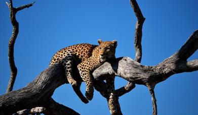 Leopard resting in tree 
