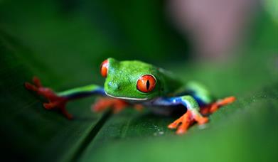 Tropical frog in Costa Rica, Nature Tourism
