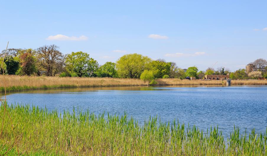 Feasibility Study and Master Plan for Woodberry Wetlands, London