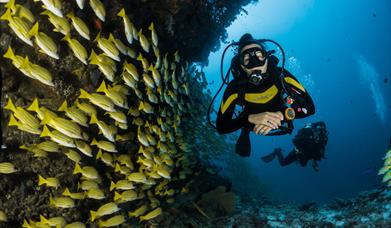 Reef diving with tropical fish