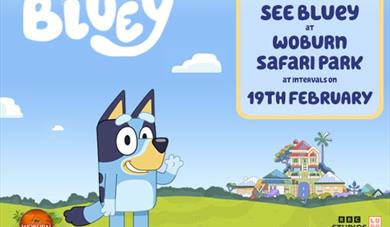 Come and see Bluey on 19th February!
