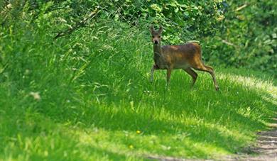 deer at marston vale