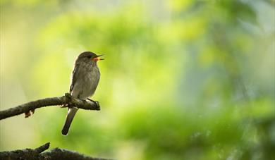 dawn chorus