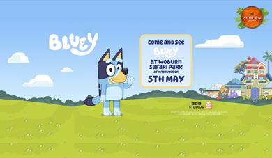 Come along and meet Bluey 5th May