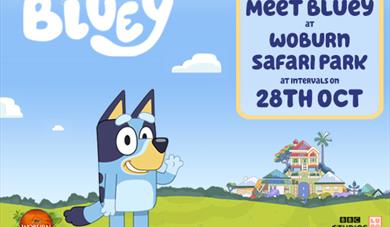Come and See Bluey