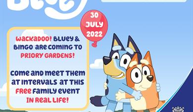 Meet Bluey and Bingo!