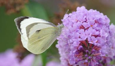 Discover Butterflies: part of Great Big Green Week