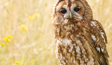 Family Bird of Prey Encounter