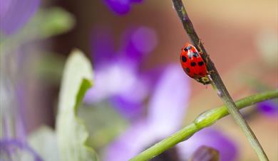 Summer Bug Hunt
