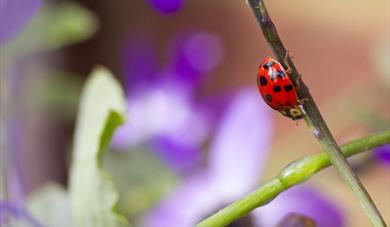 The Swiss Garden’s Summer Bug Hunt
