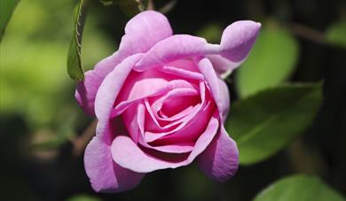 Talk: A History of the Rose, with Cultivation and Selection