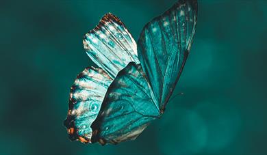 butterfly