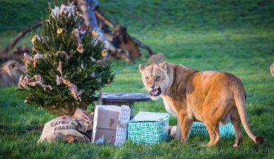 Create the perfect Christmas for animal lovers with Woburn's festive gifts