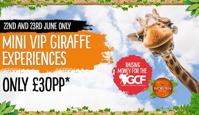 Giraffe Fundraising Weekend at Woburn Safari Park
