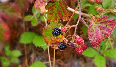 Early Autumn Hedgerow Walk at Buttons Ramsey