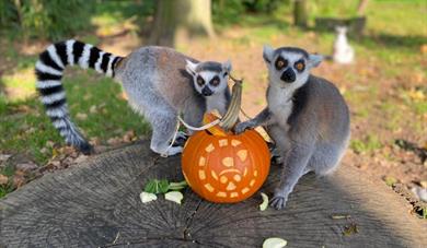 Exciting half-term family fun at Woburn Safari Park
