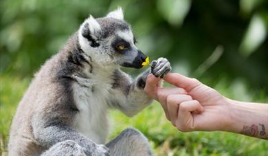 Lemur charity weekend