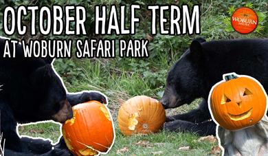 October Half Term at Woburn Safari Park